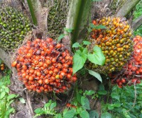 kelapa-sawit (1)